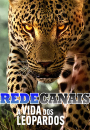 Imagem A Vida dos Leopardos (2024)